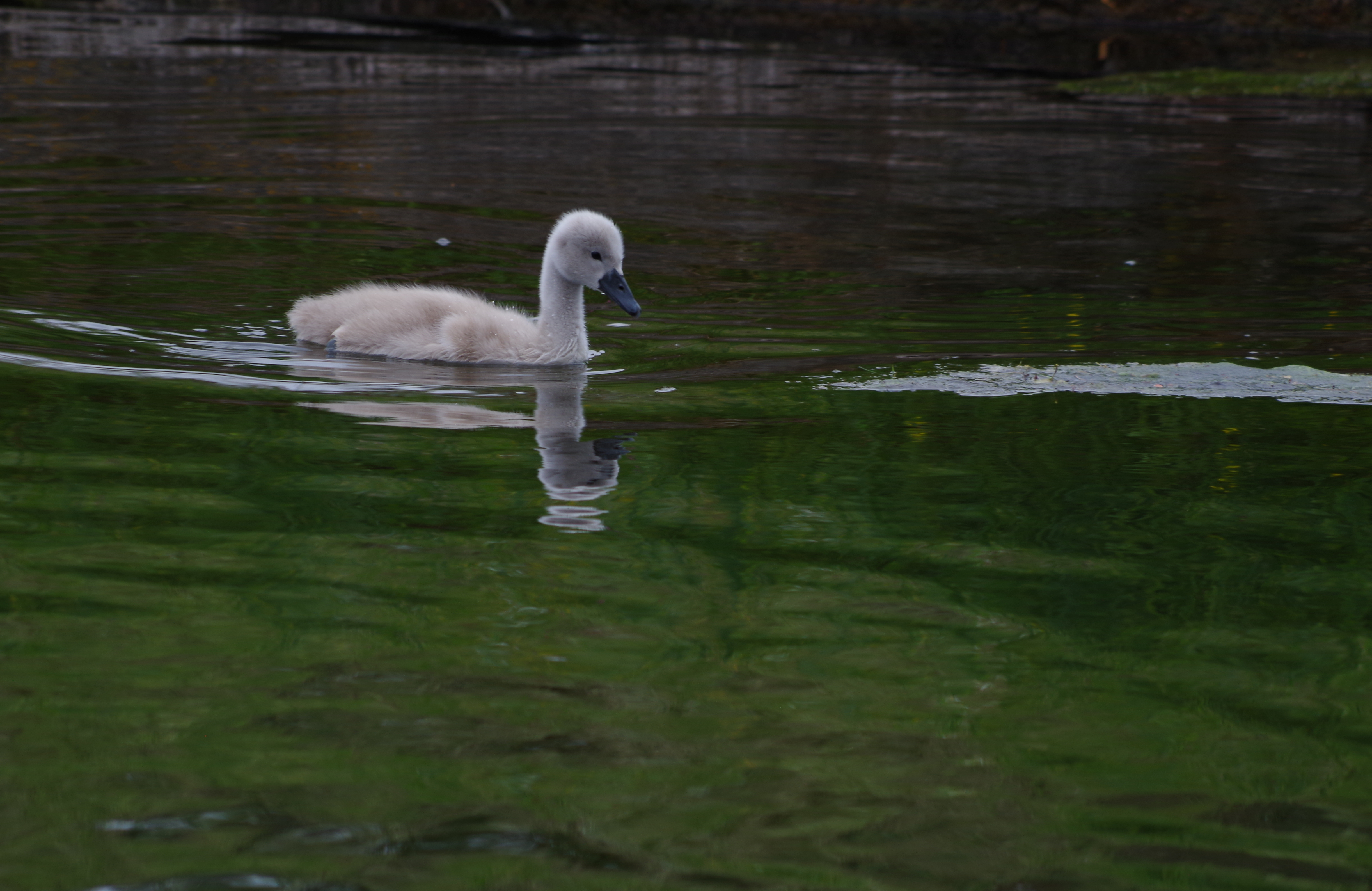 ./BabySwan_1787482539198