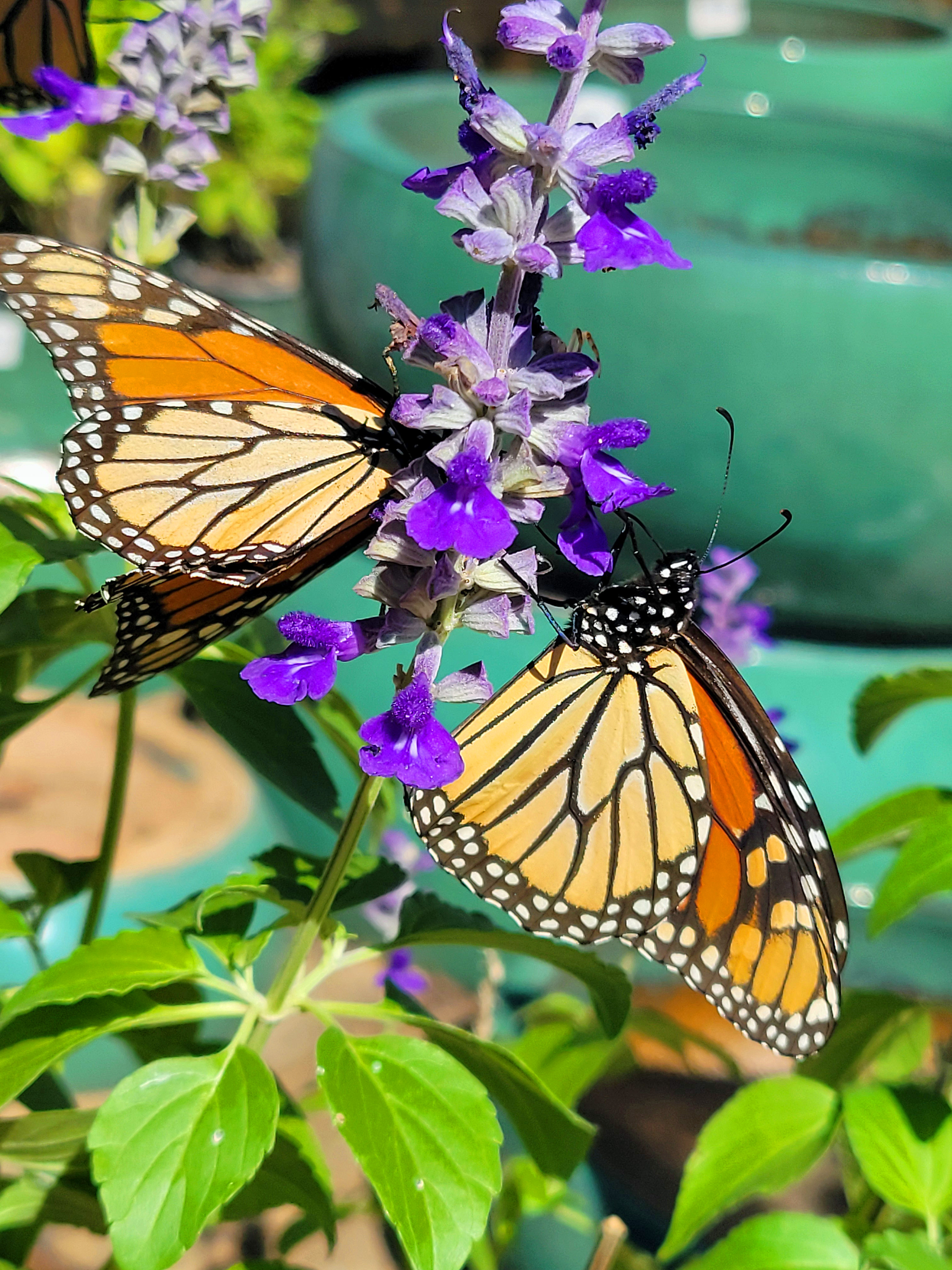 ./ButterflyGinnyCoombs_1787482438757