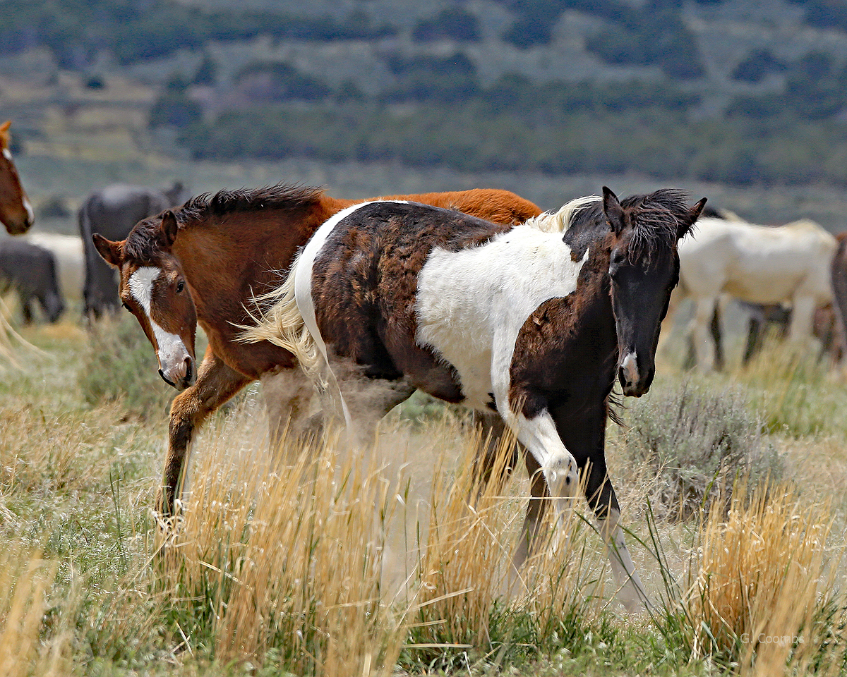./HorsesGinnyCoombs_1787482347763